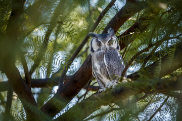 Southern White-faced Owl hiding in tree in day time in Kgalagadi transfrontier park, South Africa; specie Ptilopsis granti family of Strigidae