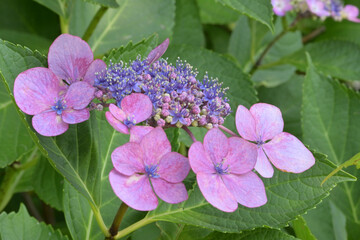 満開の綺麗な紫陽花クローズアップ