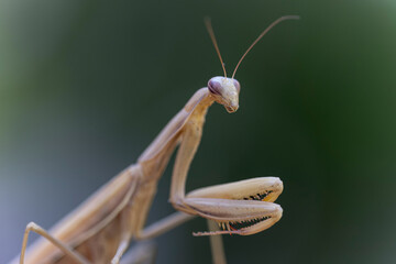 Praying mantis Mantis religiosa on branch