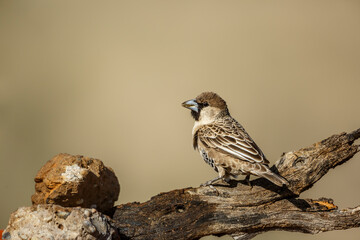 Naklejka premium Sociable Weaver standing on a log rear view in Kgalagadi transfrontier park, South Africa; specie Philetairus socius family of Ploceidae