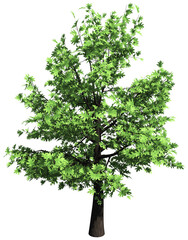 Oak tree isolated - 3d rendering