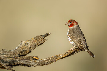 Red headed Finch male standing on a log in Kgalagadi transfrontier park, South Africa in Kgalagadi transfrontier park, South Africa; specie Amadina erythrocephala family of Estrildidae