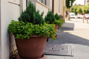 Fototapeta na wymiar Decorative Thuja fir in clay pot on a sidewalk next to a building wall
