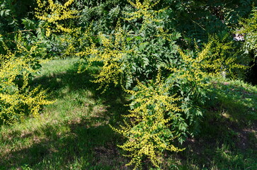 Twig with leaves and blossom of a celestial tree or Ailanthus altissima, Sofia, Bulgaria  