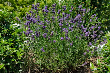Fresh flowering lavender in the rockery garden with perennial plants, Sofia, Bulgaria 