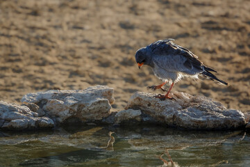 Pale Chanting-Goshawk drinking at waterhole in Kgalagadi transfrontier park, South Africa; specie Melierax canorus family of Accipitridae