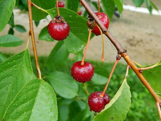 Summer harvest of fruits and berries in the garden of the garden