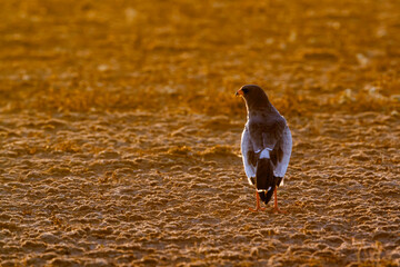 Pale Chanting-Goshawk on ground at dawn in Kgalagadi transfrontier park, South Africa; specie Melierax canorus family of Accipitridae