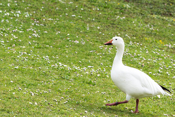 Weiße Gans