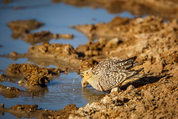 Namaqua sandgrouse drinking at waterhole in Kgalagadi transfrontier park, South Africa; specie Pterocles namaqua family of Pteroclidae