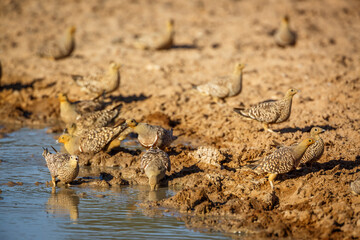 Namaqua sandgrouse drinking at waterhole in Kgalagadi transfrontier park, South Africa; specie Pterocles namaqua family of Pteroclidae