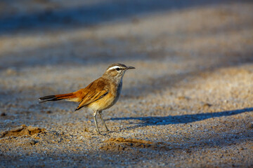 Kalahari Scrub Robin on the sand in Kgalagadi transfrontier park, South Africa; specie Cercotrichas paena family of Musicapidae