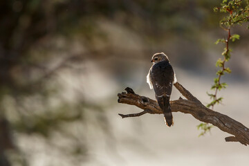 Gabar Goshawk juvenile standing backlit rear view on a branch in Kgalagadi transfrontier park, South Africa; specie  Micronisus gabar family of Accipitridae
