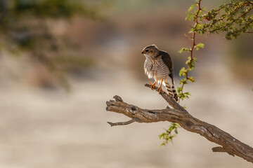 Gabar Goshawk shaking and grooming on branch in Kgalagadi transfrontier park, South Africa; specie  Micronisus gabar family of Accipitridae