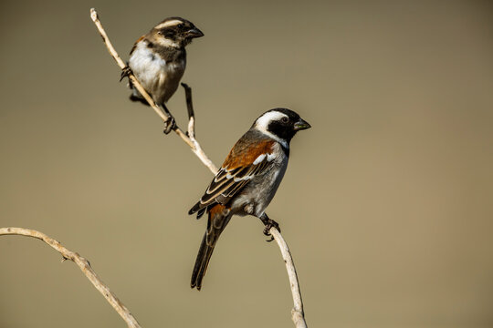 Couple of Cape Sparrows standing on a branch in Kgalagadi transfrontier park, South Africa; specie  Passer melanurus family of Passeridae