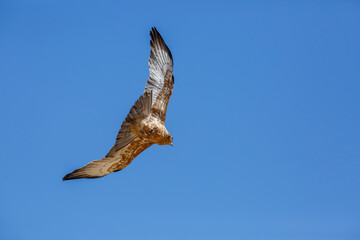 Black-chested Snake-Eagle in flight isolated in blue background in Kgalagadi transfrontier park, South Africa ; Specie Circaetus pectoralis family of Accipitridae