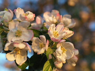 A lot of white-pink flowers of an apple tree close-up against a blue sky and green leaves. Leningrad region, Russia.