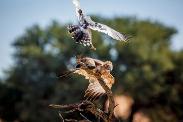 Obraz premium Black-chested Snake-Eagle chased by Pale Chanting-Goshawk in Kgalagadi transfrontier park, South Africa ; Specie Circaetus pectoralis family of Accipitridae