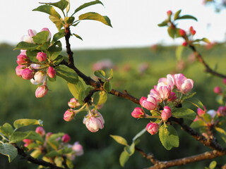 A lot of white-pink flowers of an apple tree close-up against a blue sky and green leaves. Leningrad region, Russia.