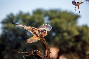 Black-chested Snake-Eagle chased by Pale Chanting-Goshawk in Kgalagadi transfrontier park, South Africa ; Specie Circaetus pectoralis family of Accipitridae