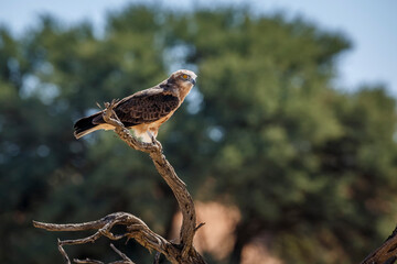 Black-chested Snake-Eagle standing on a branch in Kgalagadi transfrontier park, South Africa ; Specie Circaetus pectoralis family of Accipitridae