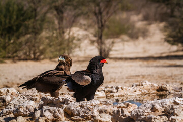 Bateleur Eagle female and juvenile at waterhole in Kgalagadi transfrontier park, South Africa ; Specie Terathopius ecaudatus family of Accipitridae
