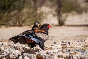 Bateleur Eagle female and juvenile at waterhole in Kgalagadi transfrontier park, South Africa ; Specie Terathopius ecaudatus family of Accipitridae