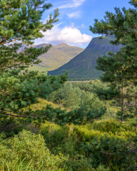 Fototapeta premium Pines and hills of the Scottish Highlands