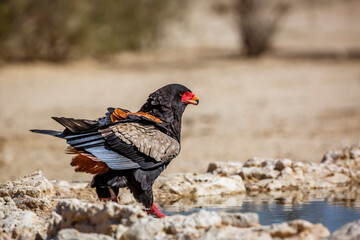 Bateleur Eagle drinking at waterhole in Kgalagadi transfrontier park, South Africa ; Specie Terathopius ecaudatus family of Accipitridae