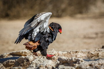 Bateleur Eagle spreading wings in Kgalagadi transfrontier park, South Africa ; Specie Terathopius ecaudatus family of Accipitridae