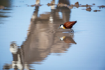 African jacana wading in waterhole with oryx reflection in Kgalagadi transfrontier park, South Africa; specie Actophilornis africanus family of Jacanidae
