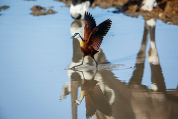 African jacana wading in waterhole with oryx reflection in Kgalagadi transfrontier park, South...