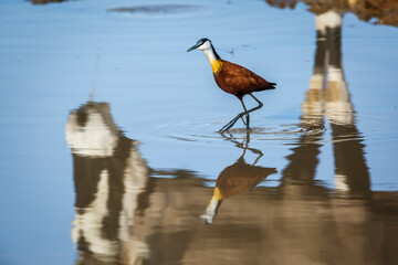 African jacana wading in waterhole with oryx reflection in Kgalagadi transfrontier park, South Africa; specie Actophilornis africanus family of Jacanidae