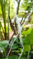 Harmless orb-weaver spider (signature spider)