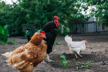 Chickens and a rooster on the farm yard lifestyle image. Farming housekeeping. Animal farm.