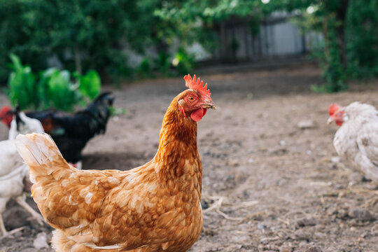 Chickens and a rooster on the farm yard lifestyle image. Farming housekeeping. Animal farm.