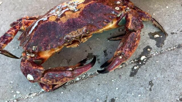 a freshly caught big crab is trying to escape from the fishermen it is brown-red with large claws sideways runs to the side close-up full screen video. High quality 4k footage