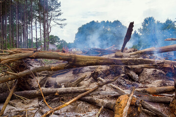 It is forests to be uprooted and burned as part the development of land for construction an...