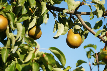 A ripe pear hangs high in the pear tree in the warm summer light