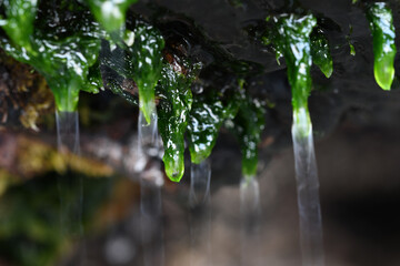 Macro image of water droplets falling off seaweed