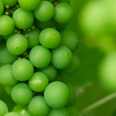 A bunch of unripe green grapes ripening on a branch of grapes, a vine of grapes with green berries