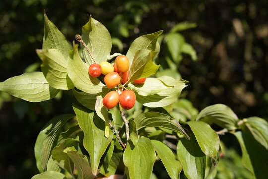 
Cornus mas, the Cornelian cherry, European cornel or Cornelian cherry dogwood, is a species of flowering plant in the dogwood family Cornaceae, native to Southern Europe and Southwestern Asia. 
