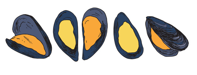 mussels are yellow with a gray shell. hand-drawn set of seafood mussels in sketch style, blue color for design template, packaging, menu. seafood fresh sea mussels with open shells