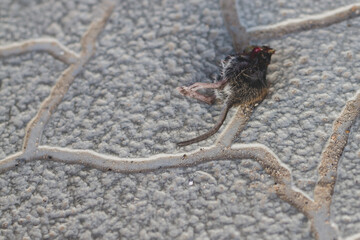 A dead mouse was killed by a spike and half eaten, a mouse corpse on the sidewalk and entrance, a cat brought prey