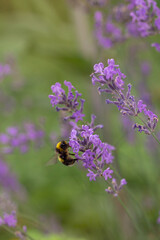 bumblebee on lavender flower