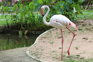 The flamingo is stand up in nature garden