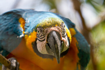 Macaw perched on a branch with vegetation of the Brazilian rainforest behind