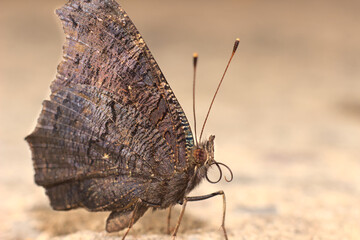 Butterfly in the rays of the sun.