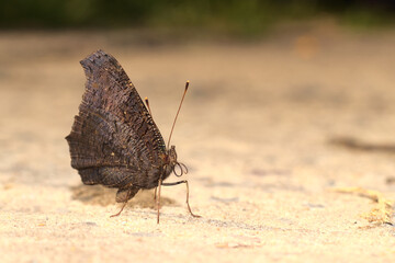 Butterfly in the rays of the sun.