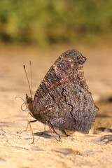 Butterfly in the rays of the sun.